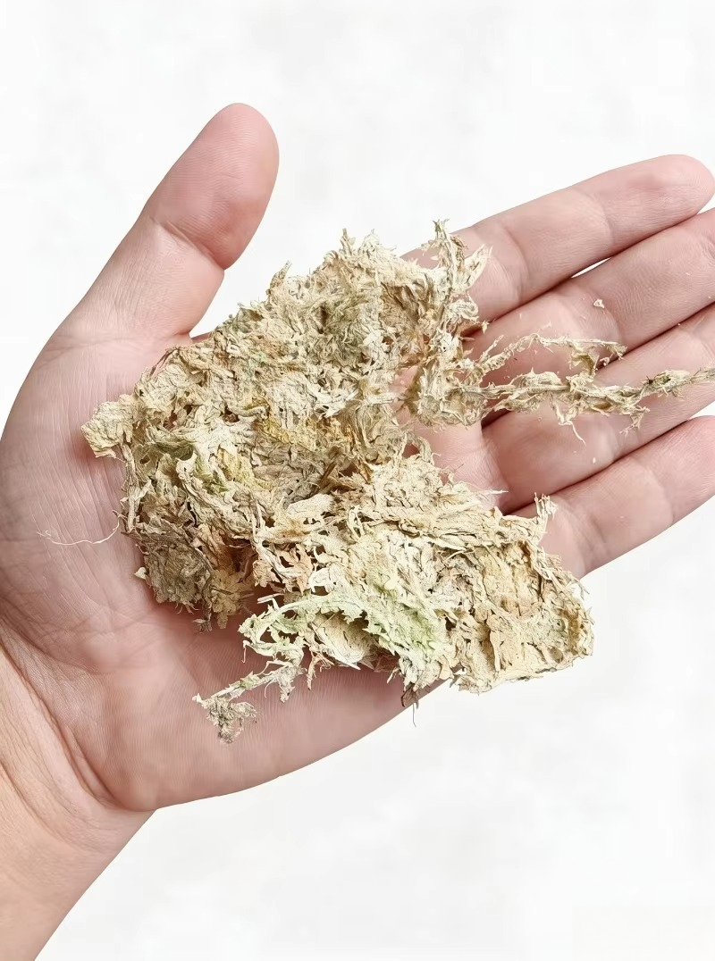 Musgo Sphagnum Premium para Or - Sphagnum Moss Dry avaliação e preço